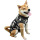 Prevent Licking Dog Surgery Pet Recovery Suit